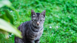 ☆焼津市のペット捜索事例☆